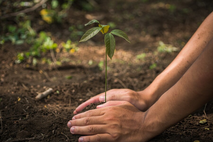 Greener Cities: Urban Tree Planting for Healthier Lives